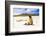 Sea lions on Floreana Island, Galapagos Islands, UNESCO World Heritage Site, Ecuador, South America-Laura Grier-Framed Photographic Print