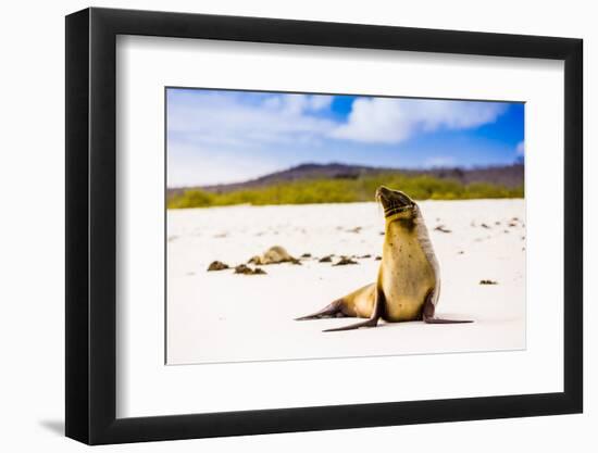 Sea lions on Floreana Island, Galapagos Islands, UNESCO World Heritage Site, Ecuador, South America-Laura Grier-Framed Photographic Print