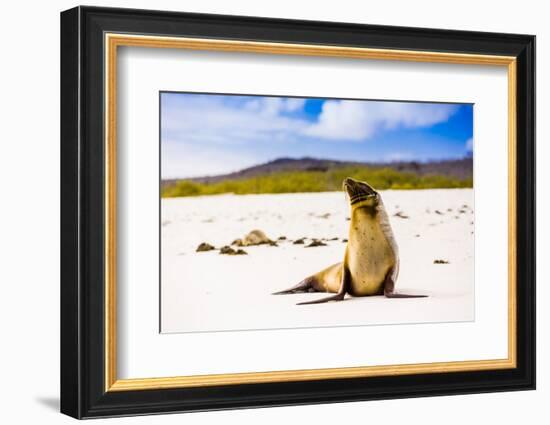 Sea lions on Floreana Island, Galapagos Islands, UNESCO World Heritage Site, Ecuador, South America-Laura Grier-Framed Photographic Print