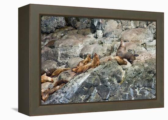 Sea Lions on Rock-Latitude 59 LLP-Framed Premier Image Canvas