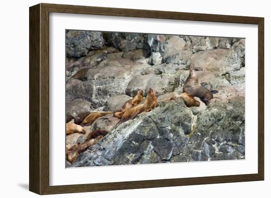 Sea Lions on Rock-Latitude 59 LLP-Framed Photographic Print