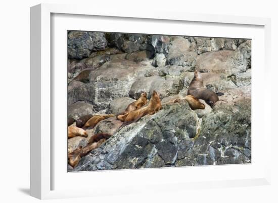 Sea Lions on Rock-Latitude 59 LLP-Framed Photographic Print