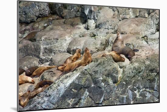 Sea Lions on Rock-Latitude 59 LLP-Mounted Photographic Print