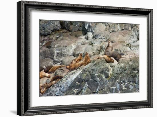 Sea Lions on Rock-Latitude 59 LLP-Framed Photographic Print