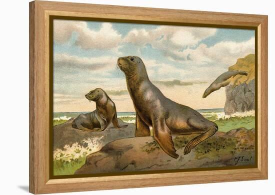 Sea Lions Playing on Shore-null-Framed Premier Image Canvas