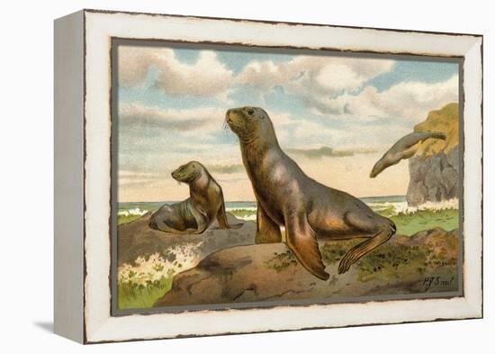 Sea Lions Playing on Shore-null-Framed Premier Image Canvas