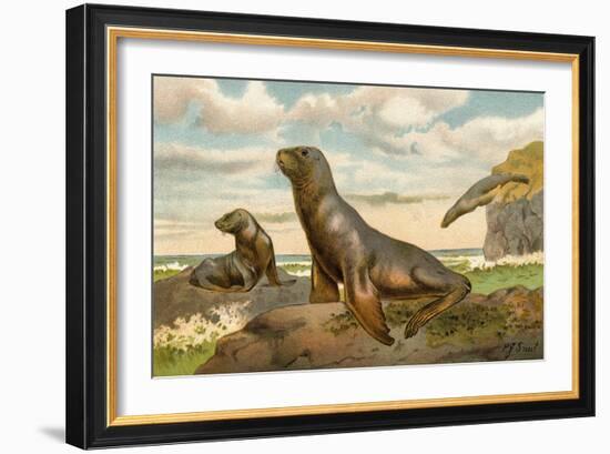 Sea Lions Playing on Shore-null-Framed Giclee Print