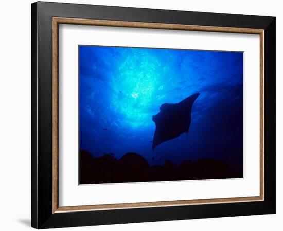 Sea Manta Burst-Charles Glover-Framed Giclee Print