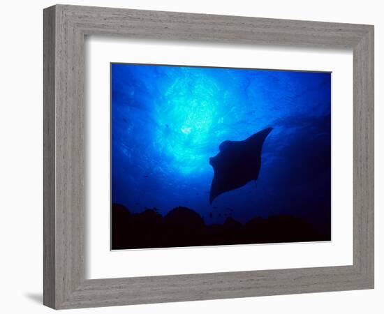 Sea Manta Burst-Charles Glover-Framed Giclee Print