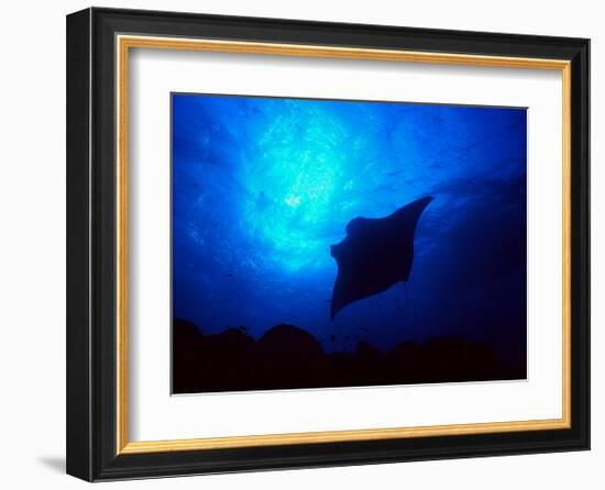 Sea Manta Burst-Charles Glover-Framed Giclee Print