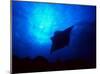 Sea Manta Burst-Charles Glover-Mounted Giclee Print