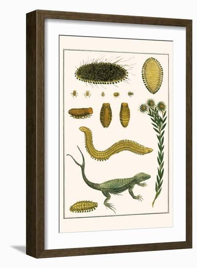 Sea Mice, Bristleworm, Whake Lice, Isopod, Lizard and Sunflower-Albertus Seba-Framed Art Print