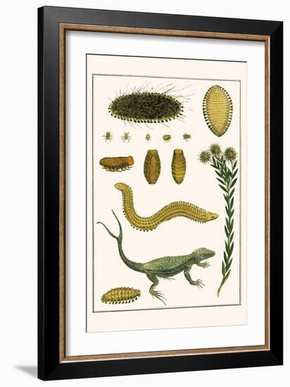 Sea Mice, Bristleworm, Whake Lice, Isopod, Lizard and Sunflower-Albertus Seba-Framed Art Print