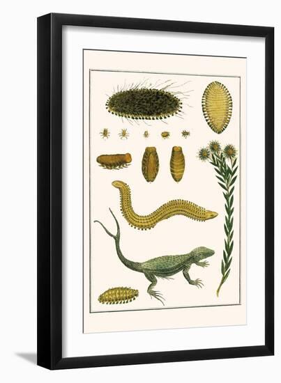 Sea Mice, Bristleworm, Whake Lice, Isopod, Lizard and Sunflower-Albertus Seba-Framed Art Print