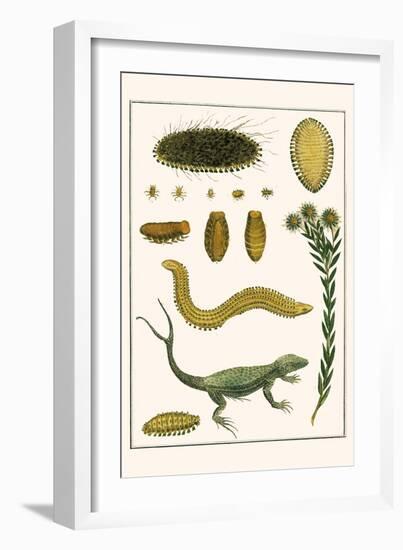 Sea Mice, Bristleworm, Whake Lice, Isopod, Lizard and Sunflower-Albertus Seba-Framed Art Print