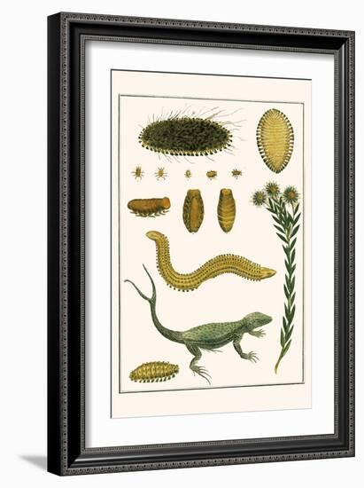 Sea Mice, Bristleworm, Whake Lice, Isopod, Lizard and Sunflower-Albertus Seba-Framed Art Print