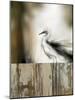 Sea Mist & the Egret-J^P^ Prior-Mounted Giclee Print