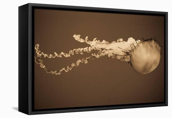 Sea Nettle I-Erin Berzel-Framed Premier Image Canvas