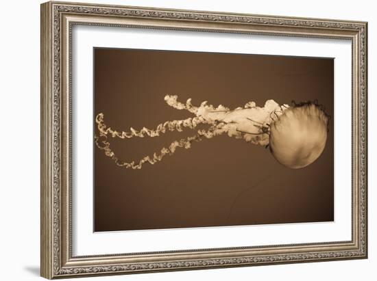 Sea Nettle I-Erin Berzel-Framed Photographic Print