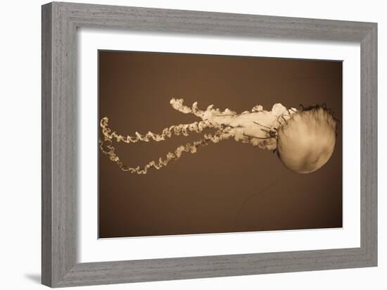 Sea Nettle I-Erin Berzel-Framed Photographic Print