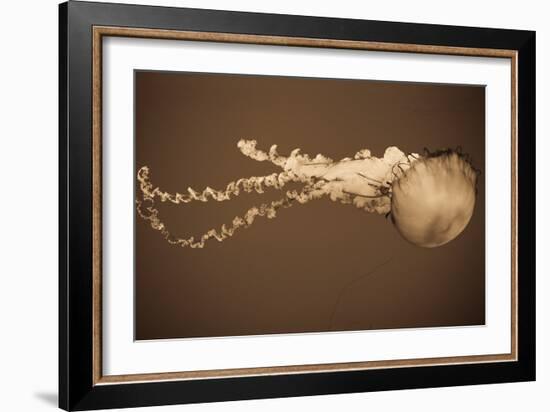 Sea Nettle I-Erin Berzel-Framed Photographic Print