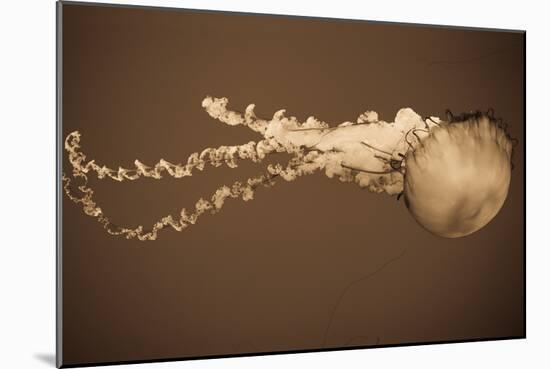 Sea Nettle I-Erin Berzel-Mounted Photographic Print