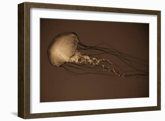 Sea Nettle II-Erin Berzel-Framed Photographic Print