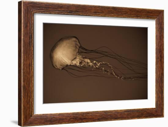 Sea Nettle II-Erin Berzel-Framed Photographic Print