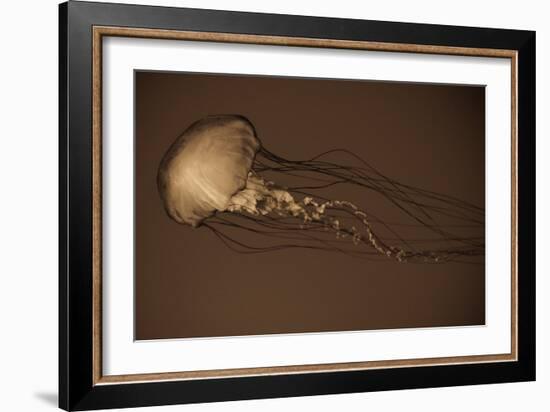 Sea Nettle II-Erin Berzel-Framed Photographic Print