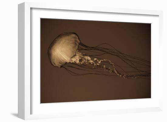 Sea Nettle II-Erin Berzel-Framed Photographic Print