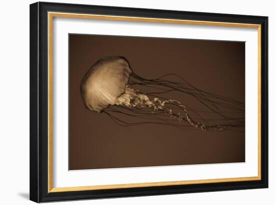 Sea Nettle II-Erin Berzel-Framed Photographic Print