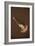 Sea Nettle III-Erin Berzel-Framed Photographic Print