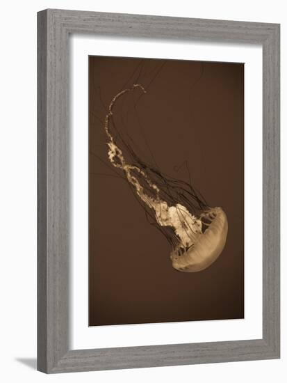 Sea Nettle III-Erin Berzel-Framed Photographic Print