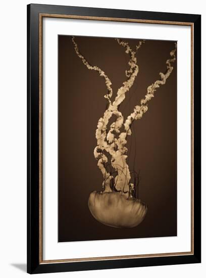 Sea Nettle IV-Erin Berzel-Framed Photographic Print