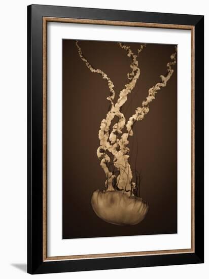 Sea Nettle IV-Erin Berzel-Framed Photographic Print