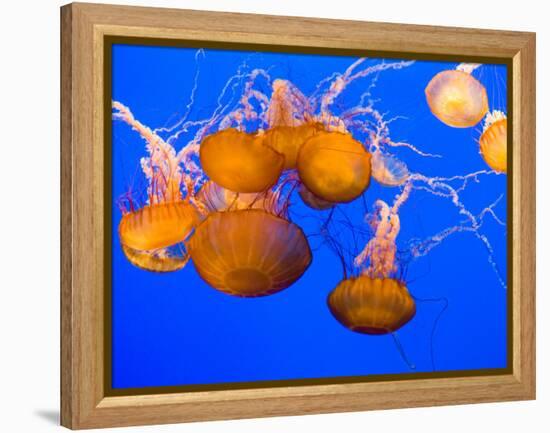 Sea Nettles, Monterey Bay Aquarium Display, Monterey, California, USA-Stuart Westmoreland-Framed Premier Image Canvas