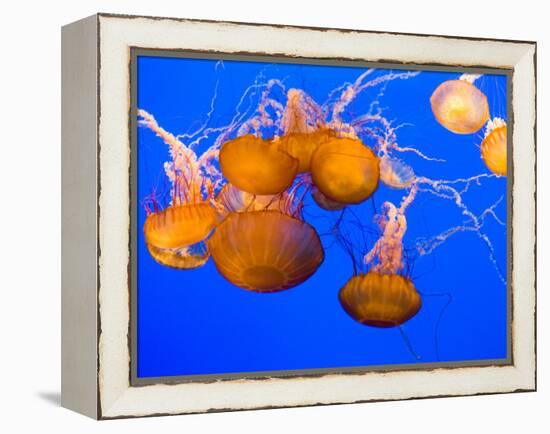 Sea Nettles, Monterey Bay Aquarium Display, Monterey, California, USA-Stuart Westmoreland-Framed Premier Image Canvas