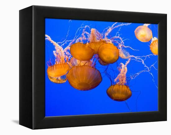 Sea Nettles, Monterey Bay Aquarium Display, Monterey, California, USA-Stuart Westmoreland-Framed Premier Image Canvas