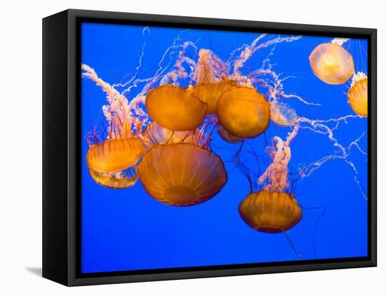 Sea Nettles, Monterey Bay Aquarium Display, Monterey, California, USA-Stuart Westmoreland-Framed Premier Image Canvas