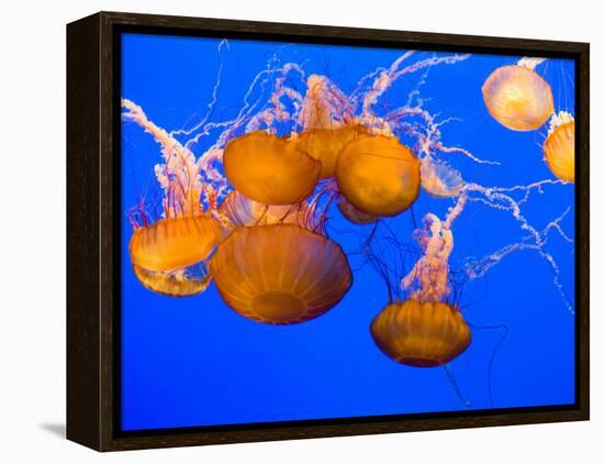 Sea Nettles, Monterey Bay Aquarium Display, Monterey, California, USA-Stuart Westmoreland-Framed Premier Image Canvas