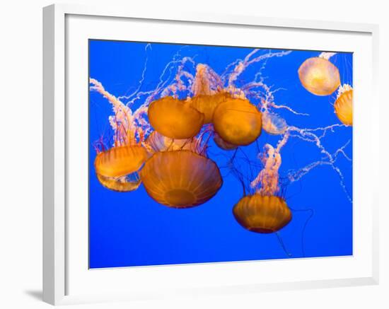 Sea Nettles, Monterey Bay Aquarium Display, Monterey, California, USA-Stuart Westmoreland-Framed Photographic Print