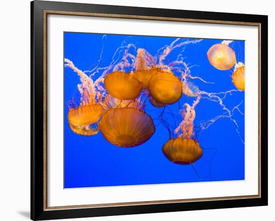 Sea Nettles, Monterey Bay Aquarium Display, Monterey, California, USA-Stuart Westmoreland-Framed Photographic Print