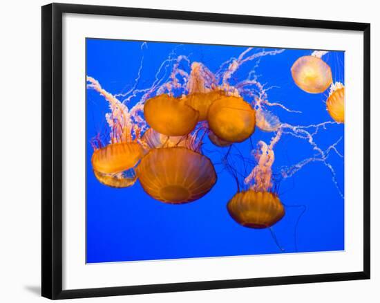 Sea Nettles, Monterey Bay Aquarium Display, Monterey, California, USA-Stuart Westmoreland-Framed Photographic Print