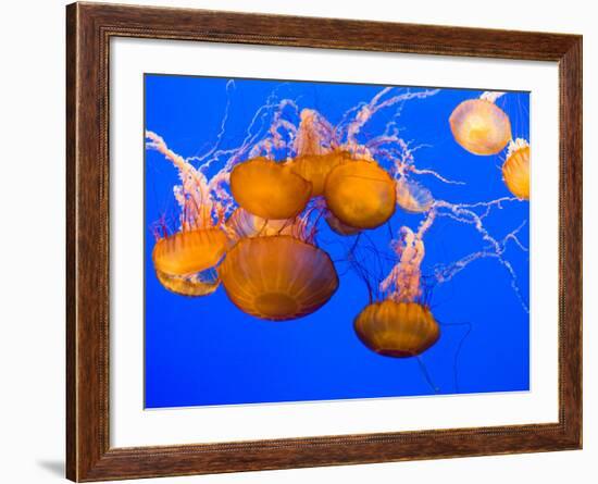 Sea Nettles, Monterey Bay Aquarium Display, Monterey, California, USA-Stuart Westmoreland-Framed Photographic Print