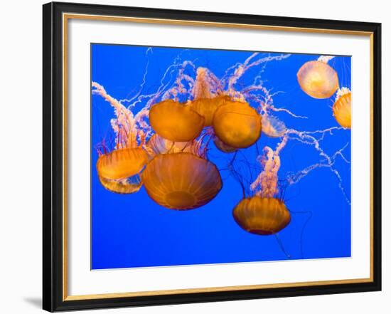 Sea Nettles, Monterey Bay Aquarium Display, Monterey, California, USA-Stuart Westmoreland-Framed Photographic Print