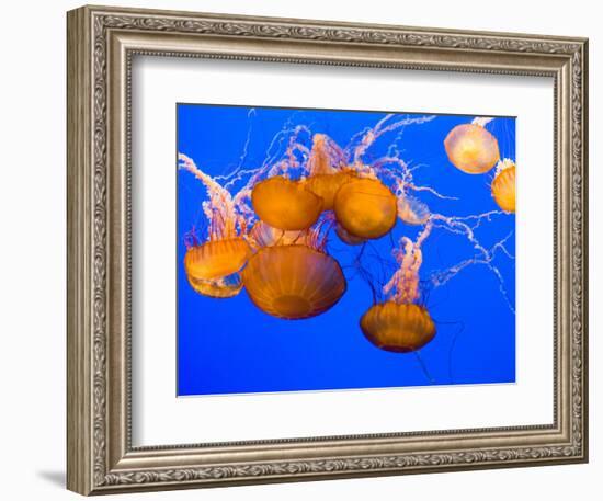 Sea Nettles, Monterey Bay Aquarium Display, Monterey, California, USA-Stuart Westmoreland-Framed Photographic Print