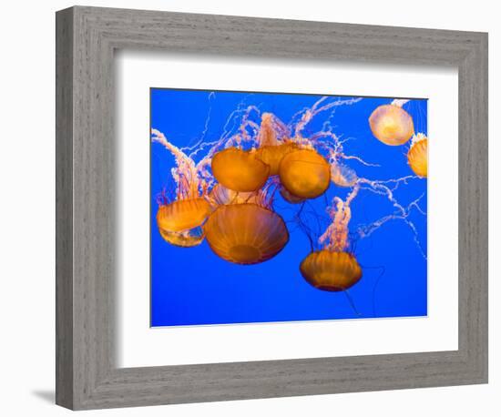 Sea Nettles, Monterey Bay Aquarium Display, Monterey, California, USA-Stuart Westmoreland-Framed Photographic Print