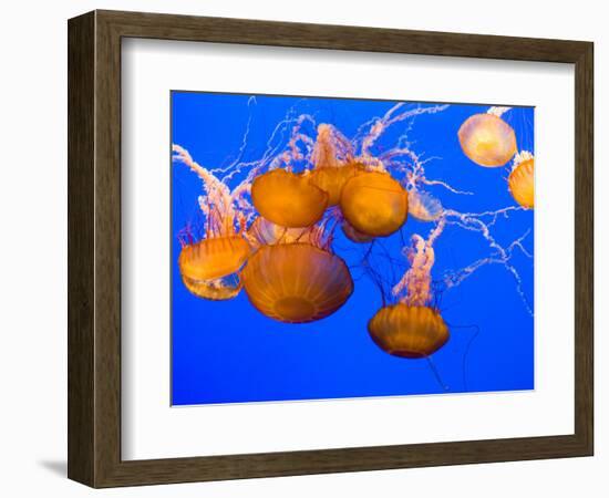 Sea Nettles, Monterey Bay Aquarium Display, Monterey, California, USA-Stuart Westmoreland-Framed Photographic Print