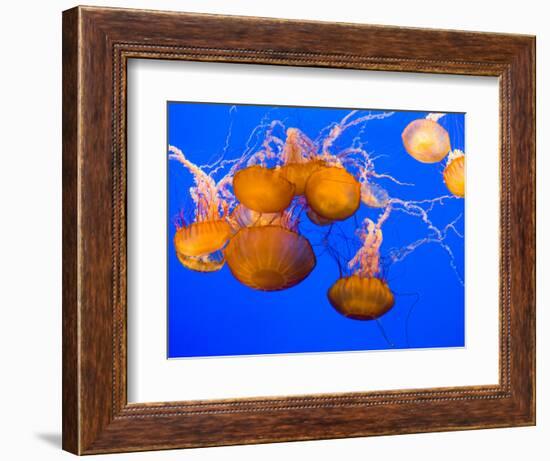 Sea Nettles, Monterey Bay Aquarium Display, Monterey, California, USA-Stuart Westmoreland-Framed Photographic Print