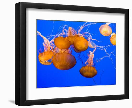 Sea Nettles, Monterey Bay Aquarium Display, Monterey, California, USA-Stuart Westmoreland-Framed Photographic Print